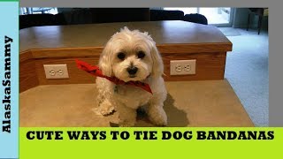 How To Tie Dog Bandanas [upl. by Fleischer]