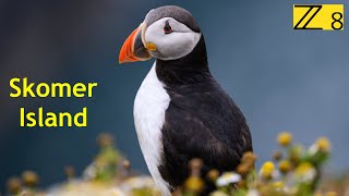 Skomer Island  8K 60FPS [upl. by Scheers]