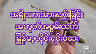 How To Use Tamarind Seed  Traditional Remedies [upl. by Alair752]