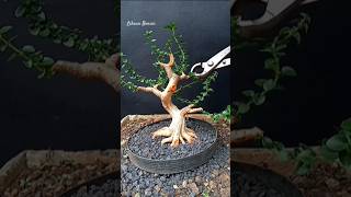 Proses Cutting Bahan Bonsai Sancang [upl. by Munro]