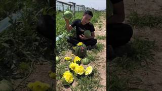 Sweet Delicious Melon🍈🍈 Harvesting from Farm by Rural Farmer satisfying shorts [upl. by Bohon]