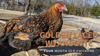 Golden Laced Wyandotte 4MonthOld Chickens [upl. by Llener]