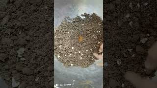 Adding nanoparticles in soil for earthworms [upl. by Coltin175]