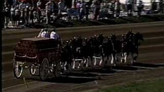 Budweiser Clydesdales at 2008 Little Brown Jug [upl. by Keeton]