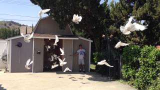 Very Very Large Dove Release [upl. by Nannek]