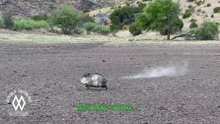 Pauls Javelina Hunt [upl. by Yasnyl219]