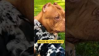 Would the XXL Bully protect the puppy xxlbully kingdombullykennels [upl. by Stockwell]