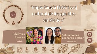 EPISODIO 09 IMPORTANCIA HISTÓRICA Y CULTURAL DE LOS QUELITES EN MÉXICO [upl. by Baumbaugh]