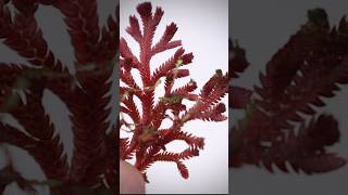 Selaginella is my first choice for closed terrariums terrariumplants selaginella closedterrarium [upl. by Oleusnoc890]