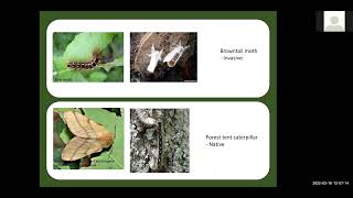 Resurgence of Lymantria dispar dispar formerly gypsy moth in northeastern hardwood forests [upl. by Haelahk]