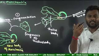 Plant  Bryophytes  liverworts Reproductionbiology  class 11 [upl. by Merton380]