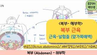 복부해부학복부근육배곧은근Rectus abdominis배바깥빗근External oblique배속빗근Internal oblique배가로근 [upl. by Neleag636]