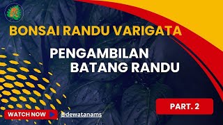 BONSAI RANDU VARIGATA  Pengambilan Batang Randu part 2 [upl. by Rats]