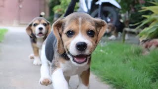 7WeekOld Beagle Puppies Playtime Before Sunset [upl. by Hermann152]