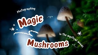 The Magic of Mushroom Photography  Exploring the Mysteries of Autumn Mushrooms [upl. by Hansen]