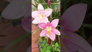 Zephyranthes Carinata Rosepink zephyr Lily or Pink Rain Lily [upl. by Akeenat]