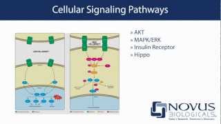 Novus Biologicals Your source for cell signaling research [upl. by Ellives]