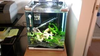 40L Shrimp Tank Currently in a Fishless Cycle [upl. by Marmaduke]