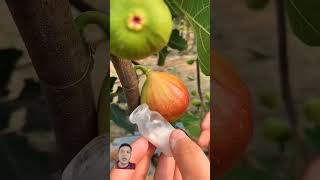 Pengambilan getah buah tin getahpinus satisfying [upl. by Sieracki]