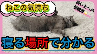 【顔の近く？】猫が寝る場所で分かる愛情amp信頼度【離れて寝る？】 [upl. by Norrahc]