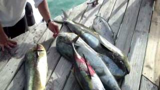 Trolling for Yellowfin in Exuma [upl. by Alekal]