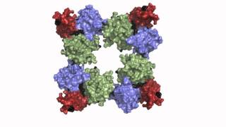 The calcium pathway in heart muscle cells opens and closes to regulate heart beat [upl. by Neeka]