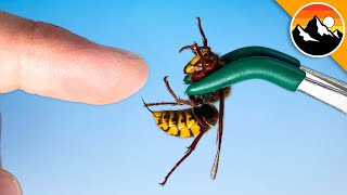 STUNG by a Giant European Hornet [upl. by Tomchay]