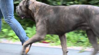 CastleGuard High Voltage cane corso [upl. by Esenaj790]