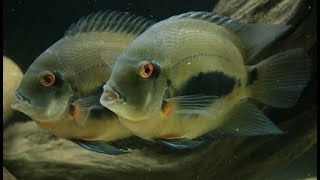 quotUaru Cichlid Tank Matesquot Plus some more helpful tips and tricks [upl. by Raycher667]