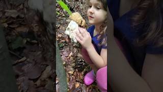 mushrooms funghi porcini boletus edulis asmr matsutake ciuperci гриби grzyby hribi pilze [upl. by Nahum806]