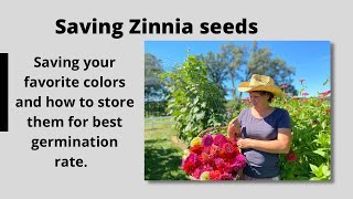 Saving Zinnia Seeds [upl. by Carol-Jean]