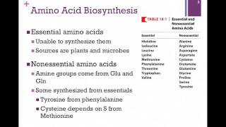 135Overview of Amino Acid Biosynthesis [upl. by Marline827]