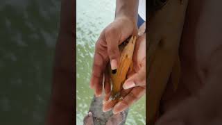 USING PRAWNS TO CATCH BIG FISHES IN SEA Fish huntingfishing Telugublogger [upl. by Anicul]