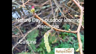 Catkins  Nature Days outdoor learning resources [upl. by Bradan]