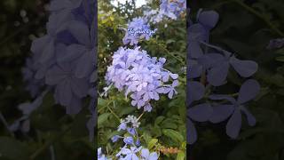 Plumbago auriculata 🌿 plantas jardines flowers gardeningflowers [upl. by Arah963]