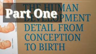 HUMAN DEVELOPMENT FROM CONCEPTION TO BIRTH amharic subtitle [upl. by Vena]