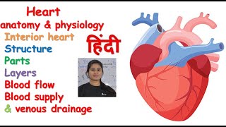 Heart anatomy amp physiology in hindi  layers  interior heart  blood supply  venous drainage [upl. by Ynohta125]