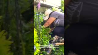 Moving a catmint because it’s too close a hydrangea garden flowers shortvideo [upl. by Epperson]