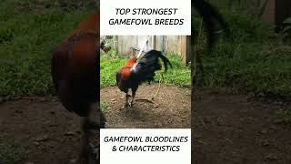 Top Gamefowl of the year 2024 short gamefowl rooster [upl. by Raval382]