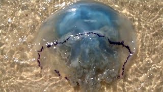 20190719  Blue Jellyfish in Wadden Sea [upl. by Sakul293]