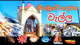 NEGOMBO FISH MARKET 🔥❤️ වැල්ල VLOGS 001🚤⛵🐟🐡️🐙🪳 dilkavlogs [upl. by Neddy]