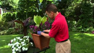 How to Build the Perfect Container Garden featuring Tropicanna canna [upl. by Charron741]