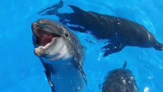 Dolphin Sounds and Noises You May Not Know [upl. by Alyled72]