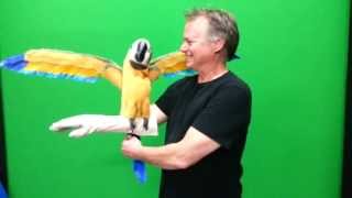 Blue amp Gold REAL MACAW Parrot Puppet from Axtell [upl. by Ahsitahs]