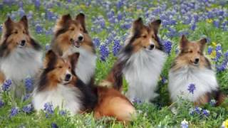 Sheltie Play Day  No2 [upl. by Darcee371]