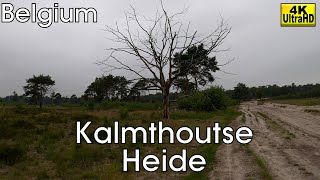 Kalmthoutse Heide  a Daytrip near Antwerpen Belgium 4K [upl. by Magdaia]