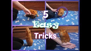 5 Easy Tricks to Teach Your Guinea Pig FIRST [upl. by Kcoj843]