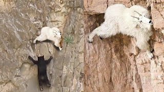 bear vs mountain goat  who will fall off the cliff first [upl. by Remat]