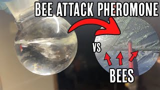 Making a Bee attack pheromone then testing it [upl. by Gerti]