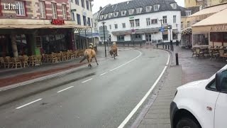 Video paarden op hol in Valkenburg [upl. by Buckden]